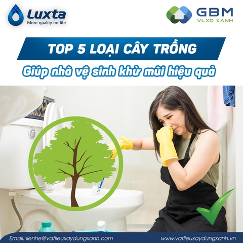 Top 5 loại cây nên trồng giúp nhà vệ sinh giúp khử mùi hiệu quả