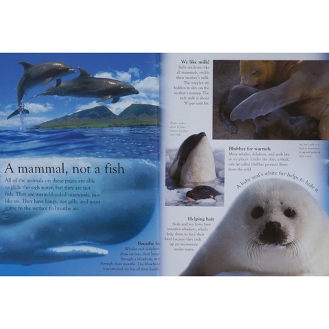 Eye Wonder (15 quyển) –  Sách nhập