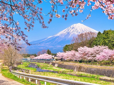 Trải nghiệm văn hóa ngắm hoa anh đào Nhật Bản