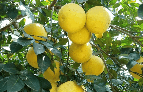 Bưởi Phúc Trạch