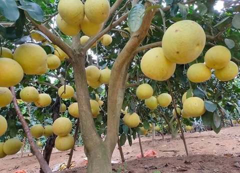 Bưởi Phúc Trạch