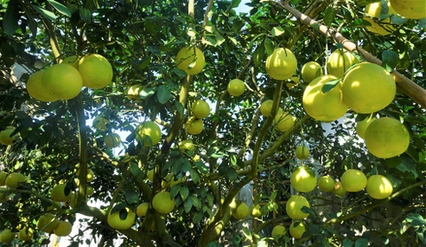 Bưởi Phúc Trạch