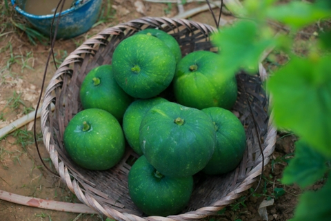 BÍ XANH THƠM