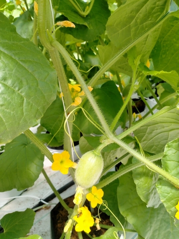 DƯA LƯỚI BẢO LIÊN