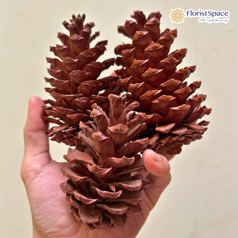 Set 3 Trái Thông Trang Trí Noel 10-12cm - MC