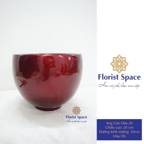 Chậu Gáo Dừa 20