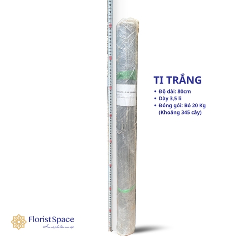 Ti Trắng- Lan Hồ Điệp - KCK