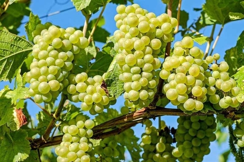 Top 10 loại nho phổ biến được sử dụng để sản xuất rượu vang