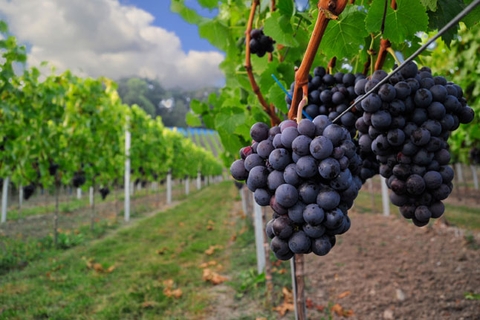Tác động của đất đai và khí hậu đến chất lượng rượu vang Pháp