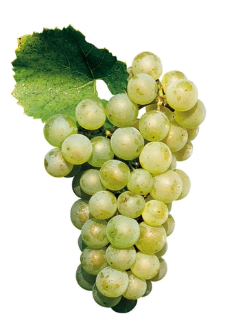 Chardonnay Giống Nho Xanh Quý Tộc