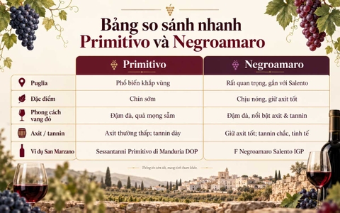 Primitivo Và Negroamaro Khác Nhau Thế Nào? So Sánh Để Chọn Đúng Khẩu Vị