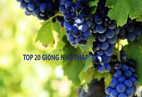 Top 20 giống nho phổ biến trong sản xuất rượu vang Pháp
