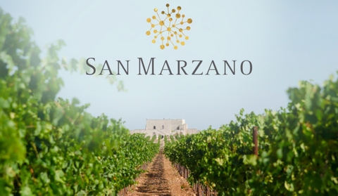 Lịch sử Cantine San Marzano: Từ 19 người trồng nho đến dấu ấn vang Puglia