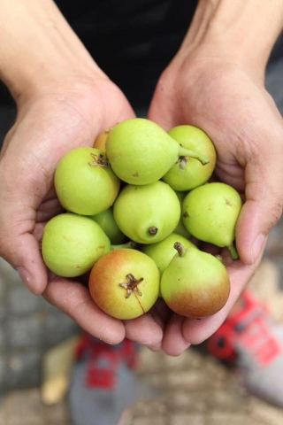 Lê Thiên Đường (kg)