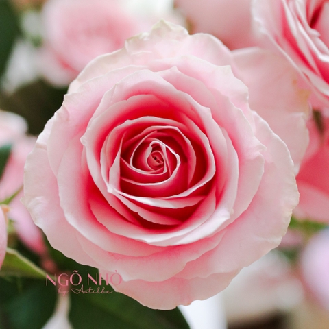 (Hoa Lẻ) Hoa Hồng Baby Lover Thơm Nhẹ Nhàng | Đà Lạt