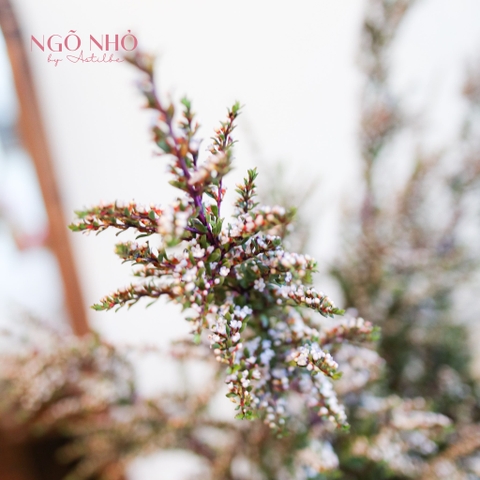 (Hoa Lẻ) Hoa Thanh Mai Hồng/Trắng Nhập Khẩu