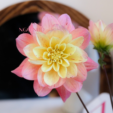(Hoa Lẻ) Hoa Thược Dược Nhập Khẩu Đủ Màu | Break Out Dahlias