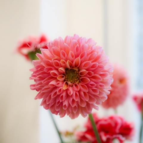 (Hoa Lẻ) Hoa Thược Dược Nhập Khẩu Đủ Màu | Break Out Dahlias