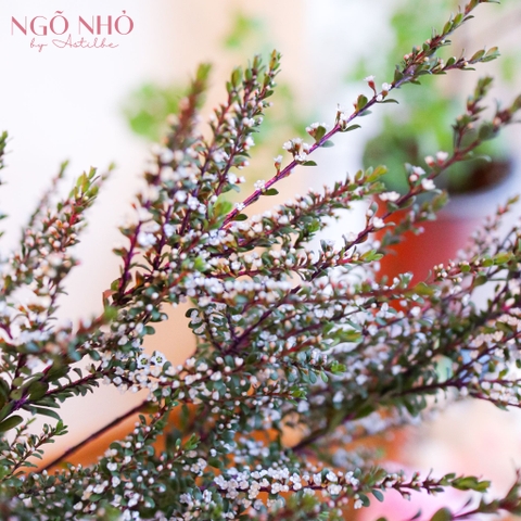 (Hoa Lẻ) Hoa Thanh Mai Hồng/Trắng Nhập Khẩu