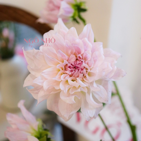 (Hoa Lẻ) Hoa Thược Dược Nhập Khẩu Đủ Màu | Break Out Dahlias