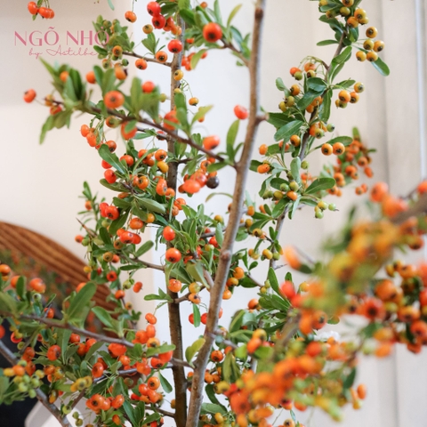 (Hoa Lẻ) Cành Hồng Gai Cam Nhập Khẩu