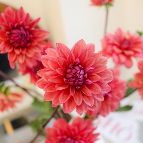 (Hoa Lẻ) Hoa Thược Dược Nhập Khẩu Đủ Màu | Break Out Dahlias