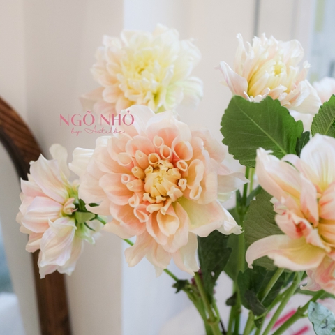 (Hoa Lẻ) Hoa Thược Dược Nhập Khẩu Đủ Màu | Break Out Dahlias