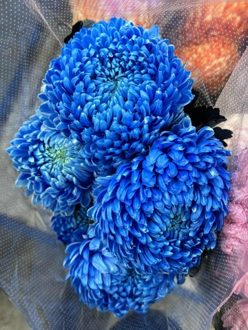 (Hoa lẻ) Hoa Cúc Mẫu Đơn Malaysia