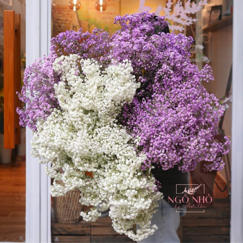 (Hoa Lẻ) Hoa Babi Tươi Nhập Khẩu