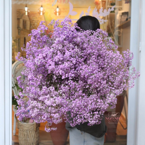 (Hoa Lẻ) Hoa Babi Tươi Nhập Khẩu