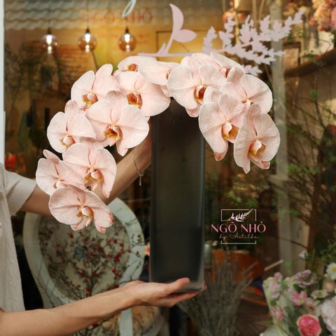 Lan hồ điệp nâu