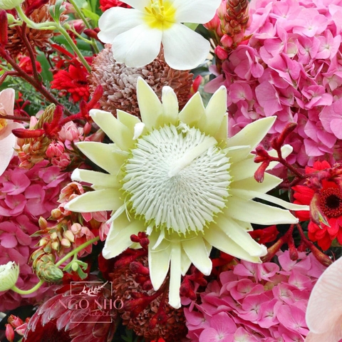 Kệ hoa tone đỏ mix thảo đường hoàng đế & vệ nữ