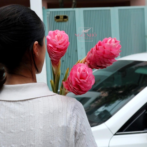 Gừng Nicole (Hà Lan)