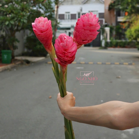 Gừng Nicole (Hà Lan)