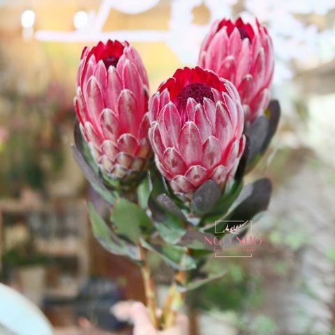 Thảo đường Sharon (Nam Phi)