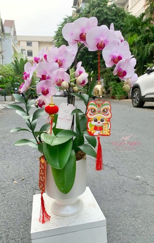 Chậu lan mini hồng, bình trắng