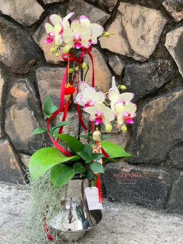 Chậu lan mini vàng, bình nhôm