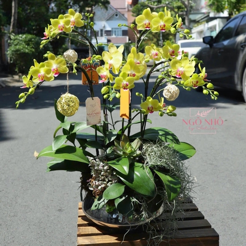 Chậu lan hồ điệp vàng