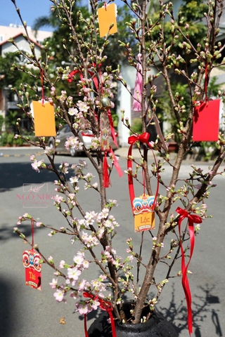 Hoa Anh Đào Sakura (Nhật Bản)