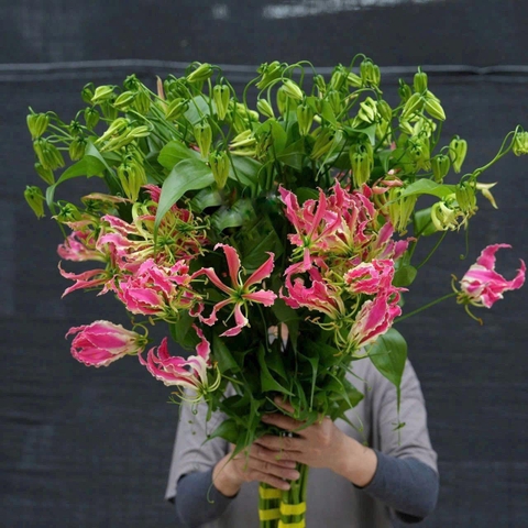 Ly lửa hồng (Nhật Bản)