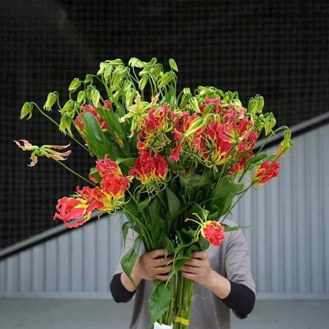 (Hoa lẻ) Ly lửa cam/ đỏ (Nhật Bản)