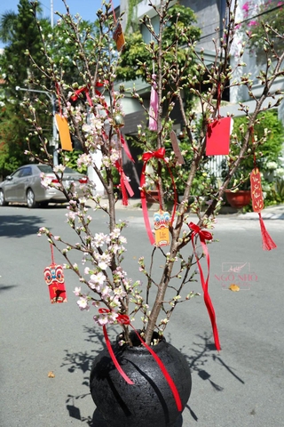 Hoa Anh Đào Sakura (Nhật Bản)
