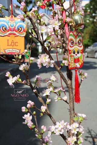 Hoa Anh Đào Sakura (Nhật Bản)
