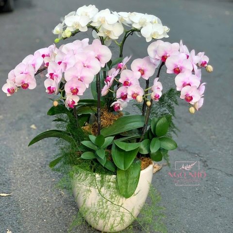 Chậu lan mini hồng mix trắng