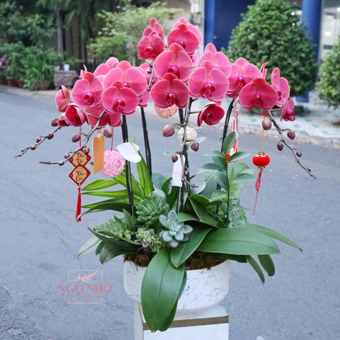 Lan hồ điệp hồng san hô mix chậu sứ nhập