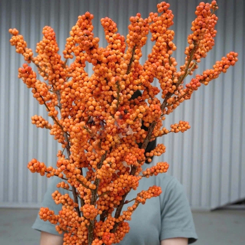 (Hoa lẻ) Đào đông cam (Hà Lan)