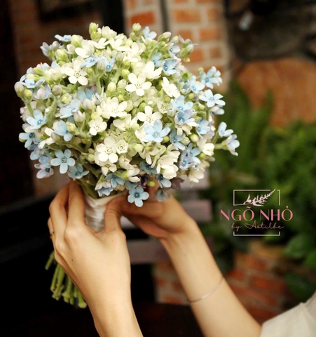 Bó hoa cưới sao xanh mix sao trắng