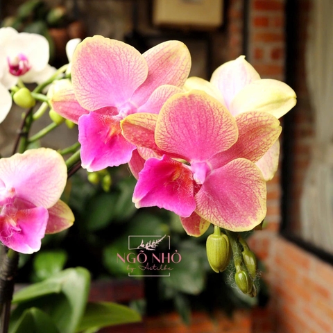 Chậu lan hồ điệp mini vàng mix trắng hồng