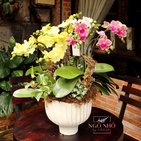 Chậu lan hồ điệp mini vàng mix trắng hồng