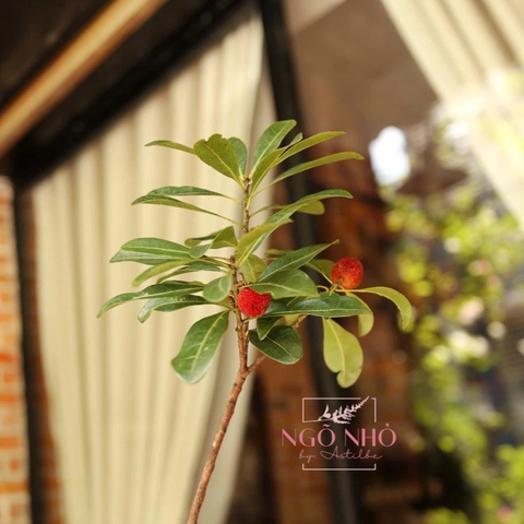 Cành Trái Thanh Mai